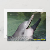 Bottlenose Dolphin Postkarte (Vorne/Hinten)