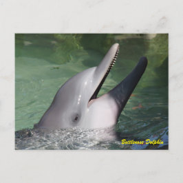 Bottlenose Dolphin Postkarte