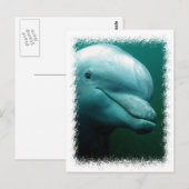 Bottlenose Dolphin Postkarte (Vorne/Hinten)