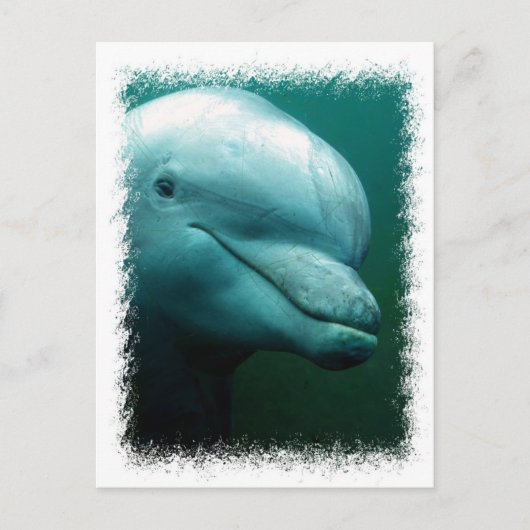 Bottlenose Dolphin Postkarte (Vorderseite)
