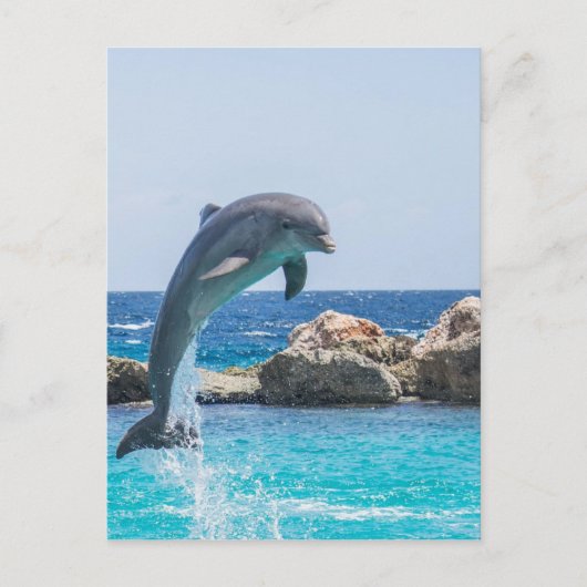 Bottlenose Dolphin Postkarte (Vorderseite)