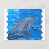 Bottlenose Dolphin Postkarte (Vorderseite)