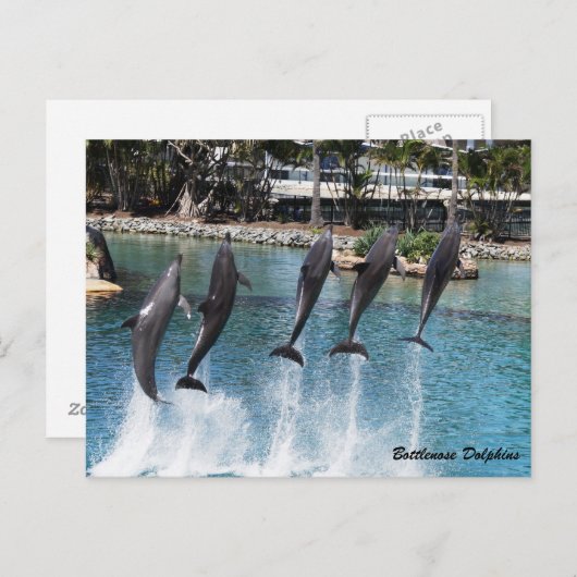 Bottlenose Dolphin Postkarte (Vorne/Hinten)