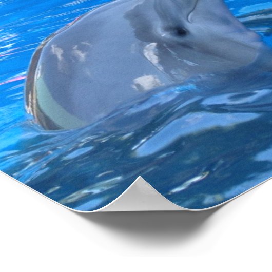 Bottlenose Dolphin Print Poster (Ecke)
