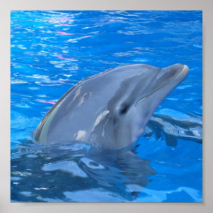 Bottlenose Dolphin Print Poster