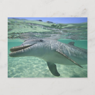 Ansichtskarte: Grosse Tümmler Bottlenose Dolphins Honduras 3 -D 