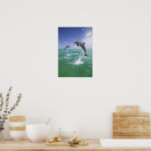 Bottlenose Dolphine (Tursiops truncatus) 4 Poster (Küche)