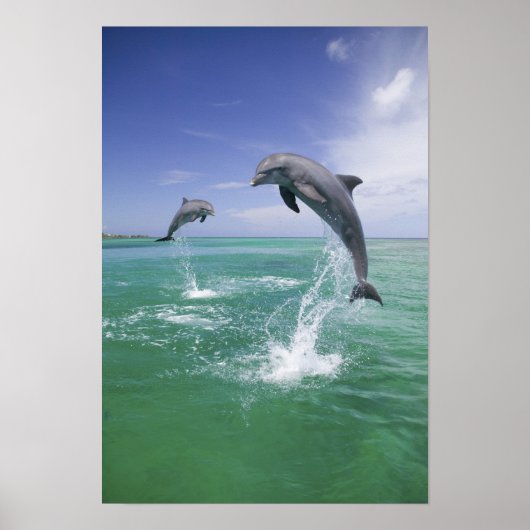 Bottlenose Dolphine (Tursiops truncatus) 4 Poster (Vorne)