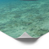 Bottlenose Dolphine (Tursiops truncatus) 6 Poster (Ecke)