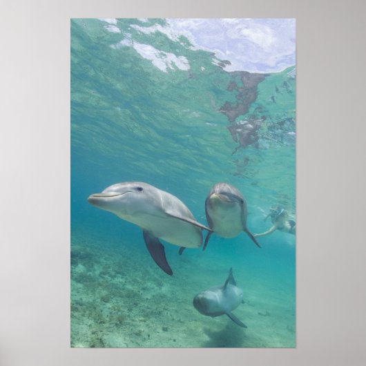 Bottlenose Dolphine (Tursiops truncatus) 6 Poster (Vorne)