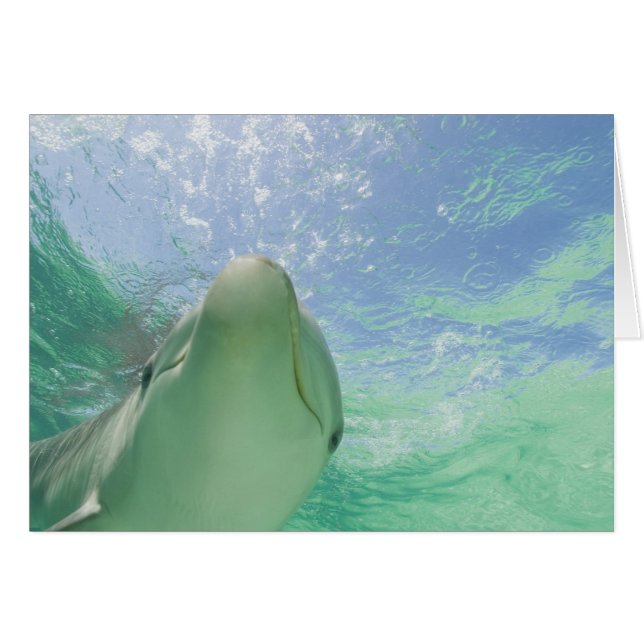 Bottlenose Dolphins Tursiops truncatus) (Vorderseite (Horizontal))