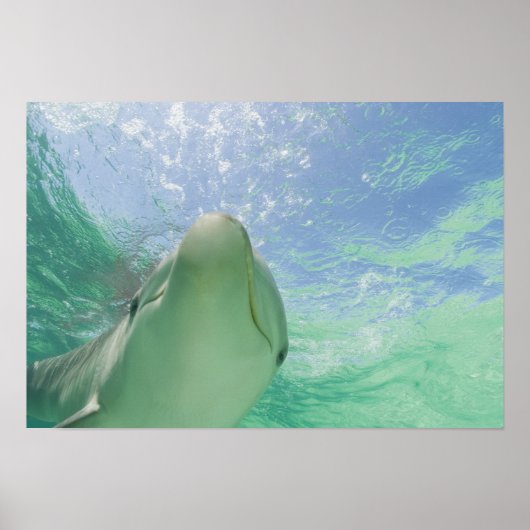 Bottlenose Dolphins Tursiops truncatus) 26 Poster (Vorne)