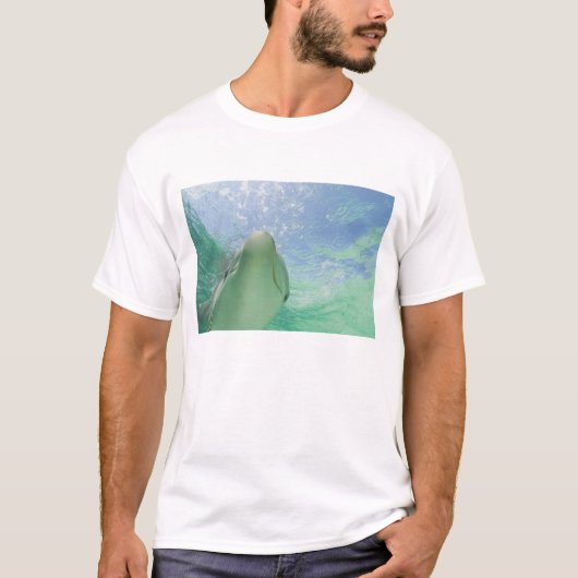 Bottlenose Dolphins Tursiops truncatus) T-Shirt (Vorderseite)