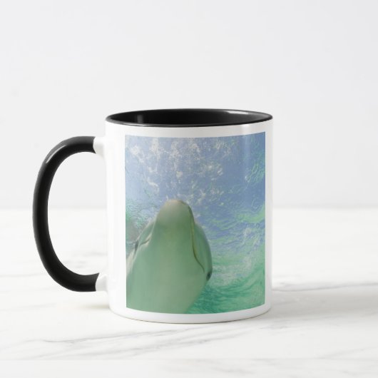 Bottlenose Dolphins Tursiops truncatus) Tasse (Links)