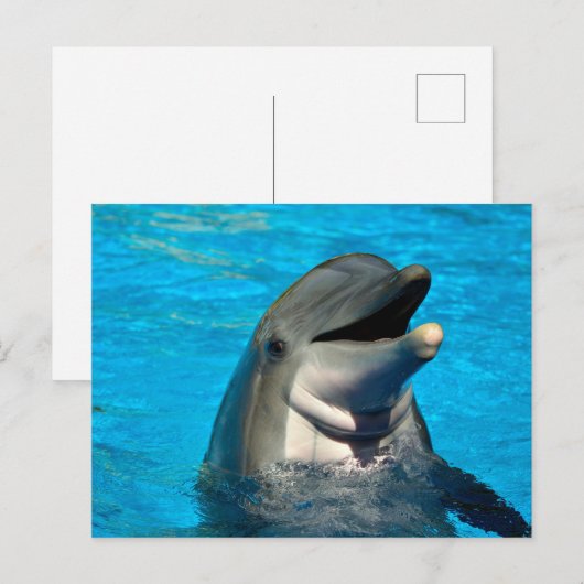 Bottlenose Feiertagspostkarte (Vorne/Hinten)