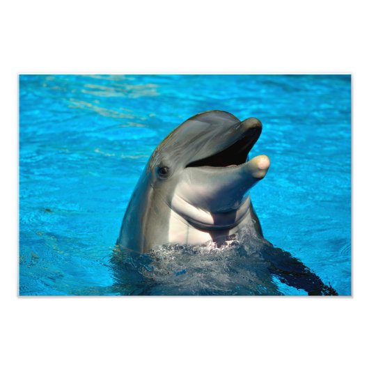 Bottlenose Fotodruck (Vorne)