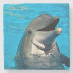 Bottlenose Steinuntersetzer