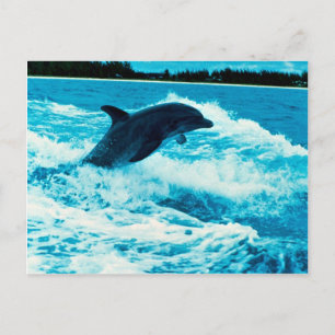 Bottlenose (Tursiops truncatus), Bahama is Postkarte