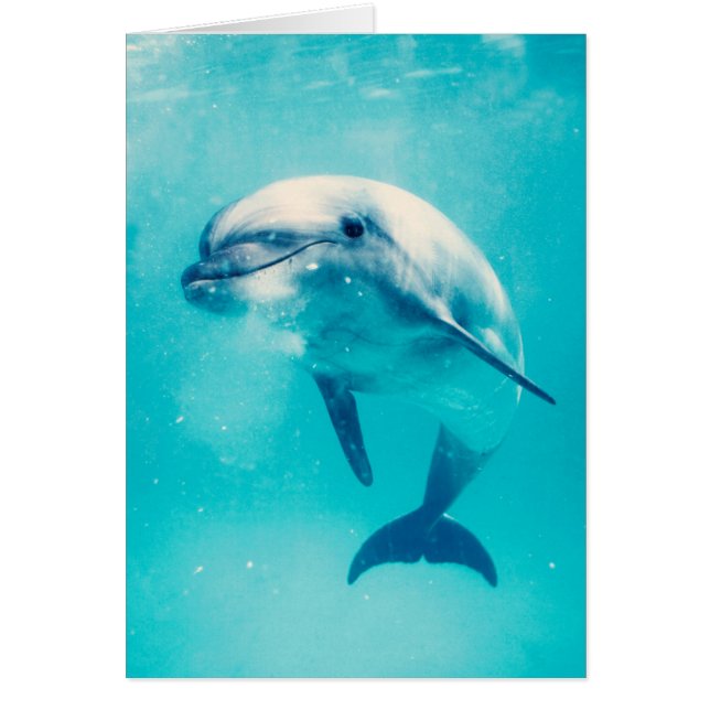 Bottlenosed Delphin Unterwasser (Vorne)