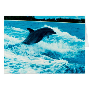 Bottlenosedelphin (Tursiops truncatus), Bahama ist