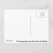 Bougainvilla - Schrift: Solomonensong 2:12 Postkarte (Rückseite)