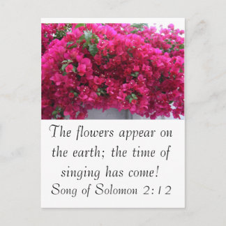 Bougainvilla - Schrift: Solomonensong 2:12 Postkarte
