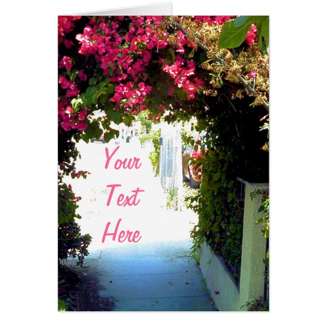 Bougainvillea (Vorne)