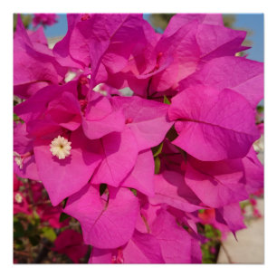Bougainvillea 20" x 20",Posterpapier,Halbglanz Poster