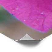 Bougainvillea Blossom Poster (Ecke)