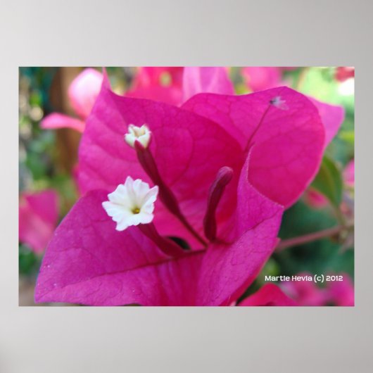 Bougainvillea Blossom Poster (Vorne)