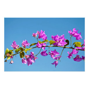 Bougainvillea-Blume Fotodruck