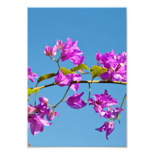 Bougainvillea-Blume Fotodruck