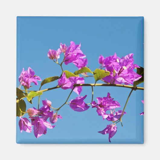 Bougainvillea-Blume Magnet (Vorne)