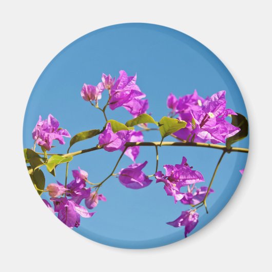 Bougainvillea-Blume Magnet (Vorne)