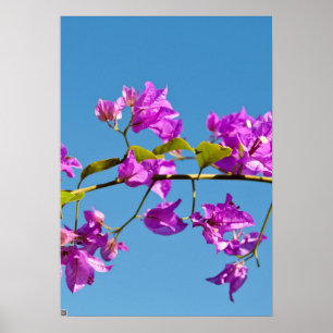 Bougainvillea-Blume Poster