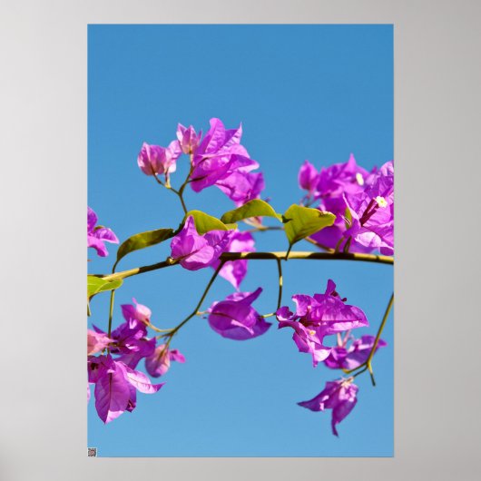 Bougainvillea-Blume Poster (Vorne)