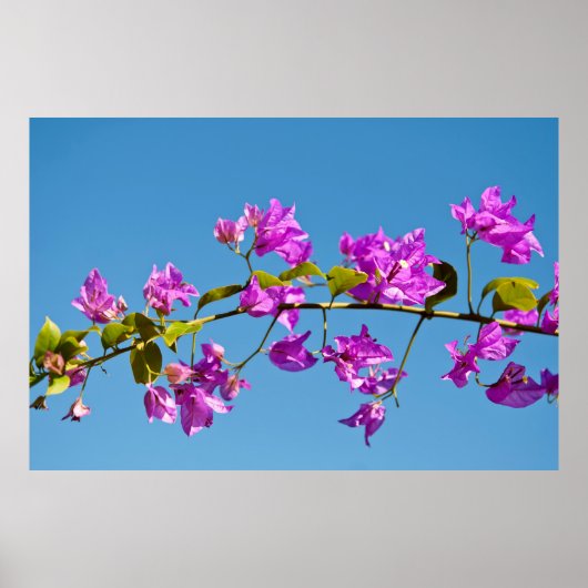 Bougainvillea-Blume Poster (Vorne)