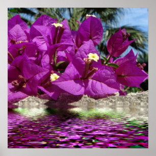 Bougainvillea Blume über Wasser Poster
