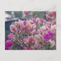 Bougainvillea-Blüten