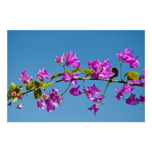Bougainvillea-Blüten Poster