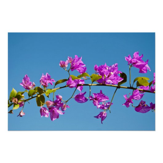 Bougainvillea-Blüten Poster (Vorderseite)