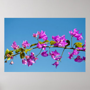 Bougainvillea-Blüten Poster