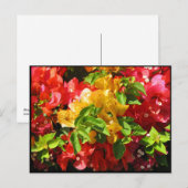 Bougainvillea Blüten Postkarte (Vorne/Hinten)
