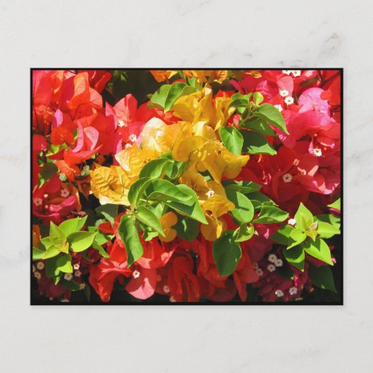 Bougainvillea Blüten Postkarte (Vorderseite)