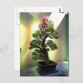 Bougainvillea Bonsai Tree Postkarte (Vorne/Hinten)