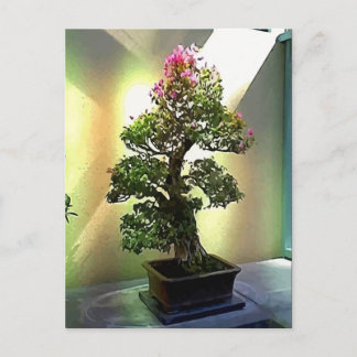Bougainvillea Bonsai Tree Postkarte