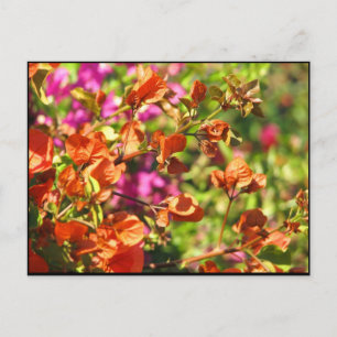 Bougainvillea Branches Postkarte