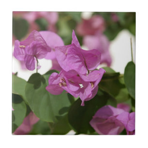 Bougainvillea Fliese