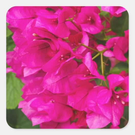 Bougainvillea Floral Stickers (Vorderseite)