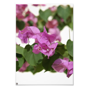Bougainvillea Fotodruck